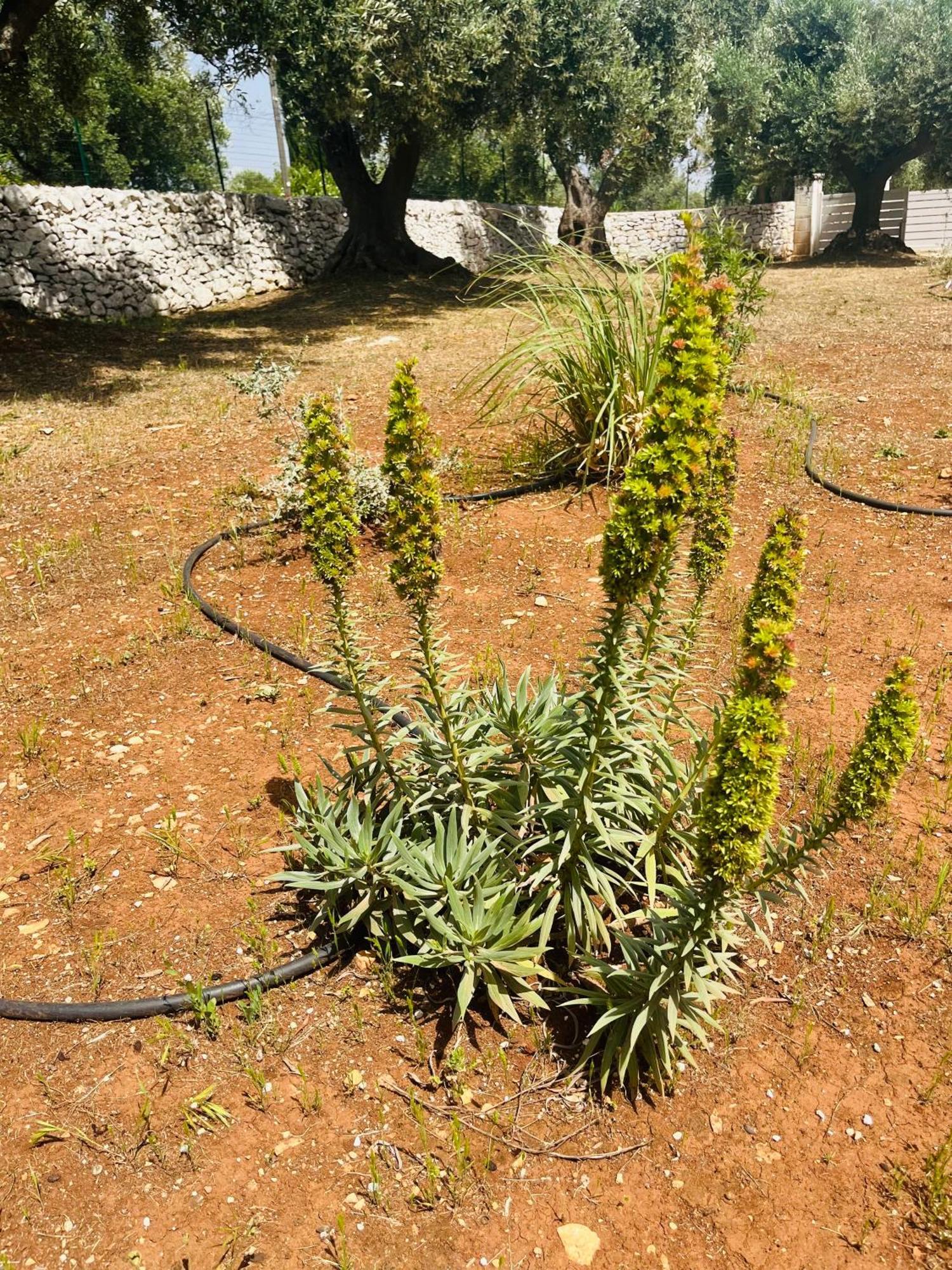 Dimora Bianchemura Ostuni Luaran gambar